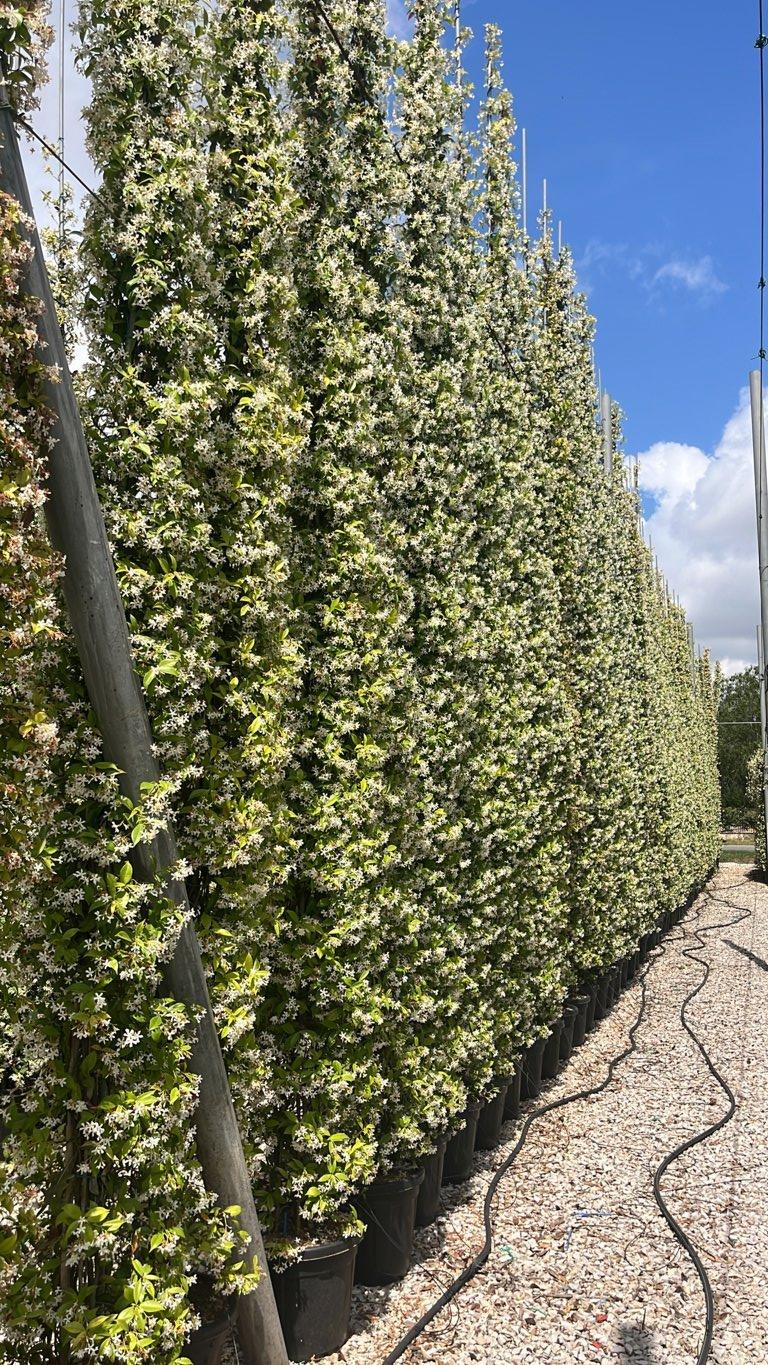 TRACHELOSPERMUM JASMINOIDES Ringosperma