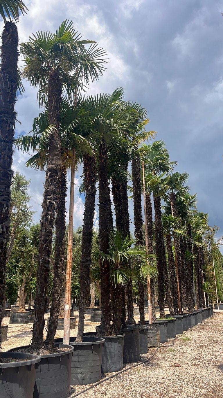TRACHYCARPUS FORTUNEI Palma della fortuna