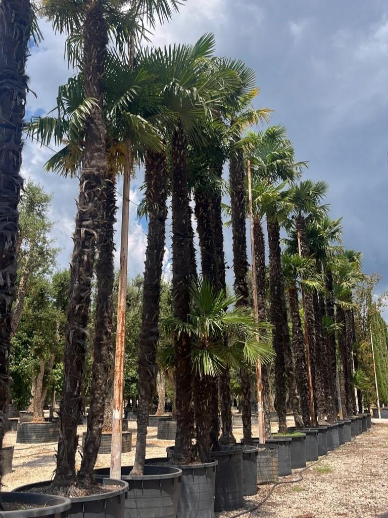 TRACHYCARPUS FORTUNEI Palma della fortuna