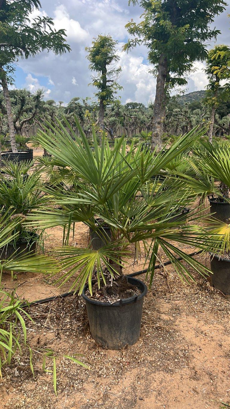 TRACHYCARPUS FORTUNEI Palma della fortuna