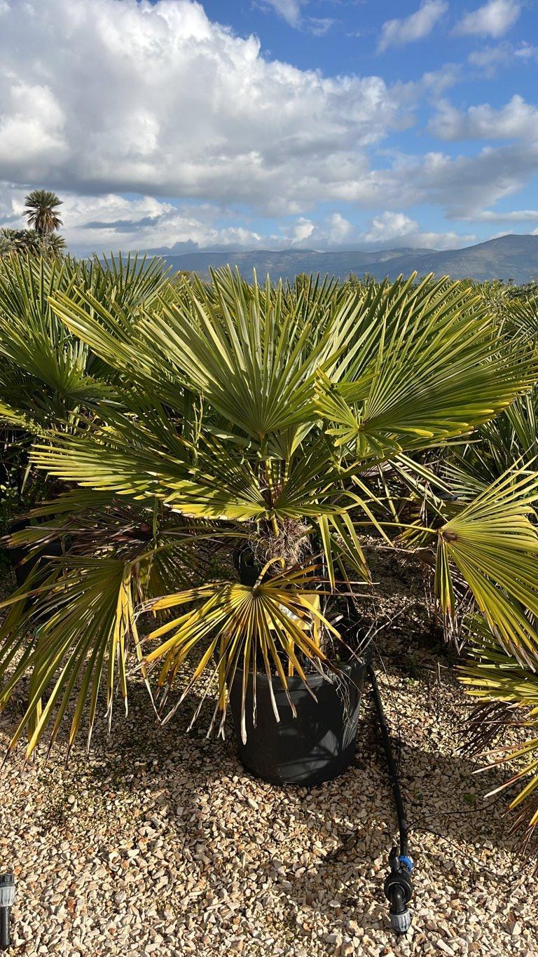 TRACHYCARPUS FORTUNEI Palma della fortuna