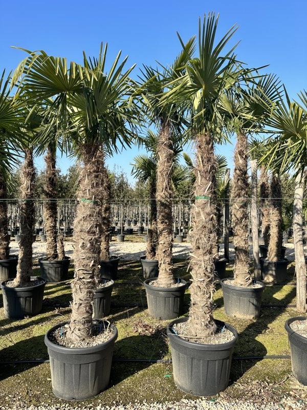 TRACHYCARPUS FORTUNEI Palma della fortuna