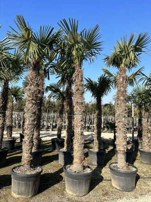 TRACHYCARPUS FORTUNEI Palma della fortuna