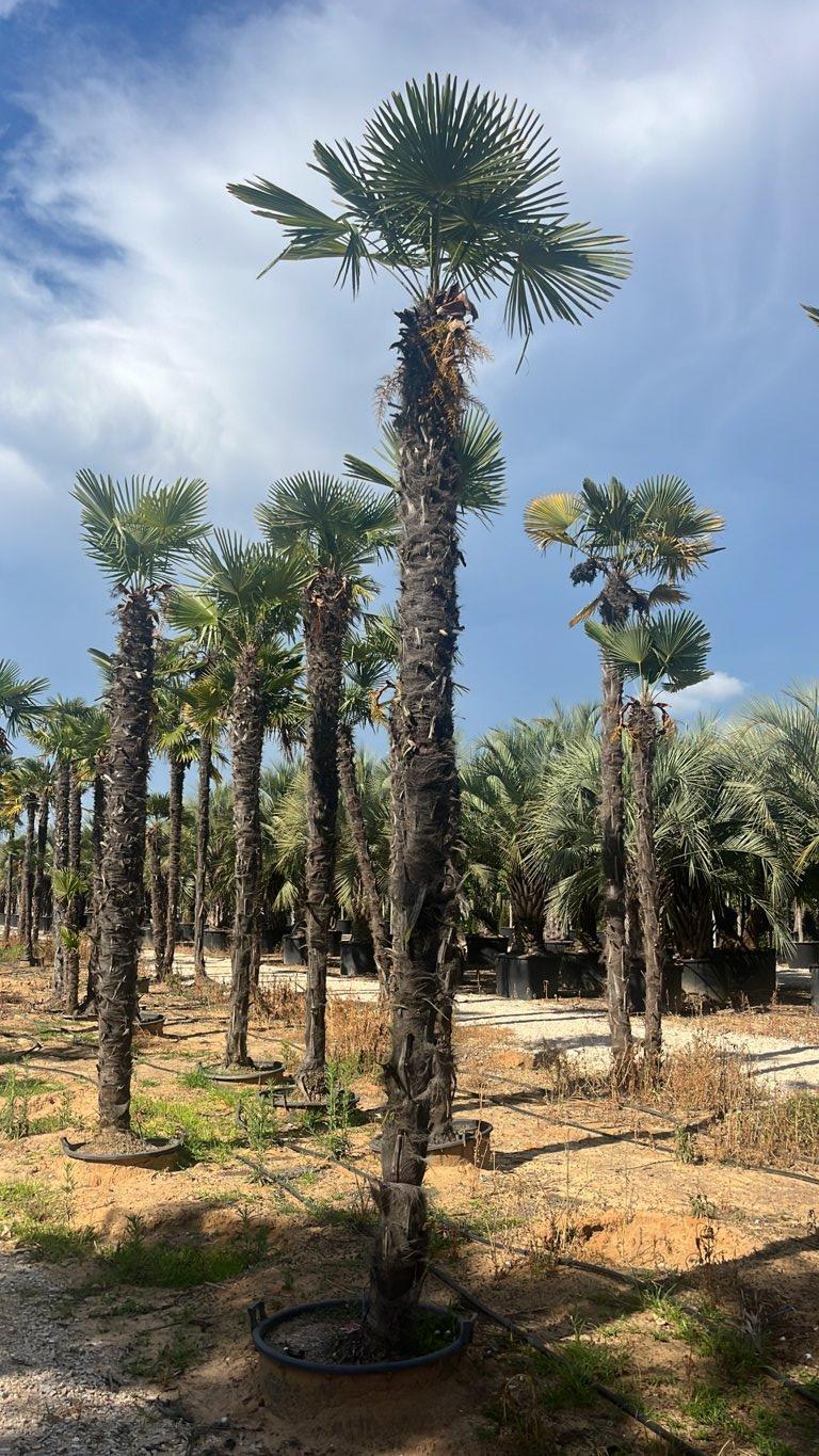 TRACHYCARPUS FORTUNEI Palma della fortuna