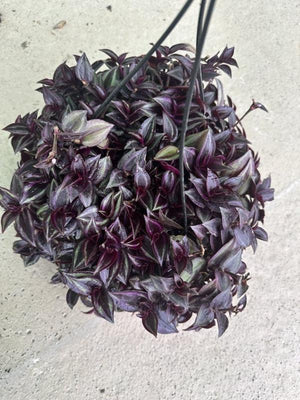 TRADESCANTIA Erba miseria
