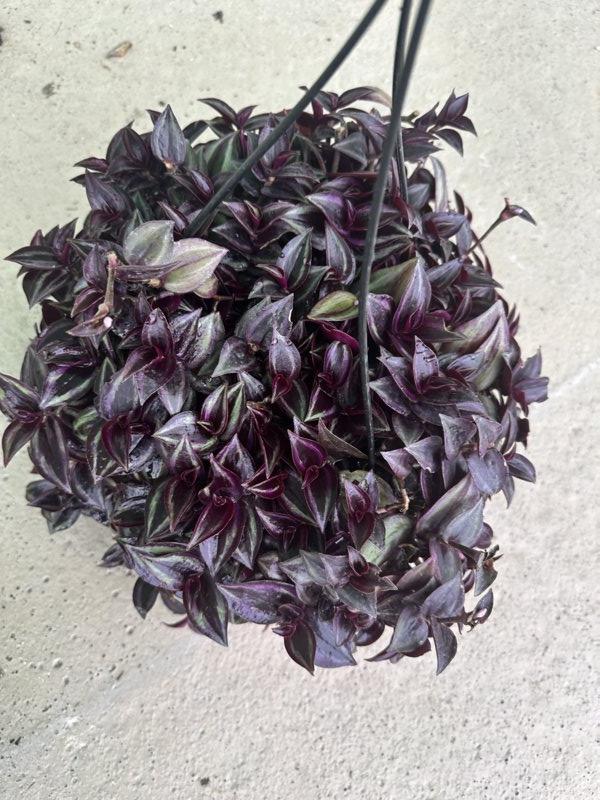 TRADESCANTIA Erba miseria