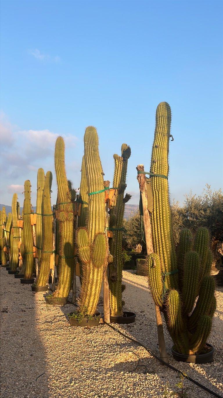 TRICHOCEREUS PASACANA Pasacana