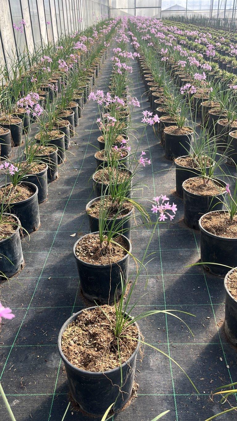 TULBAGHIA VIOLACEA NANA Turbachia