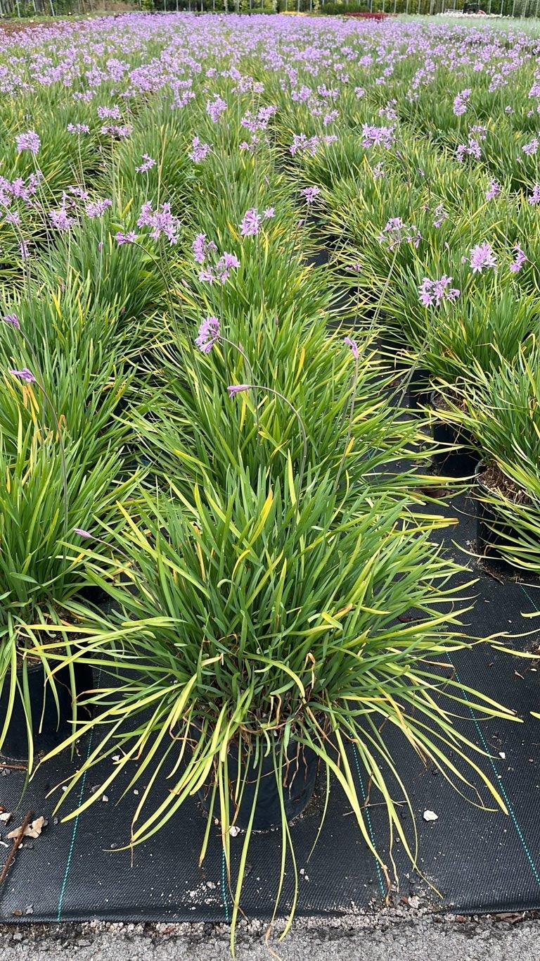 TULBAGHIA VIOLACEA Turbachia