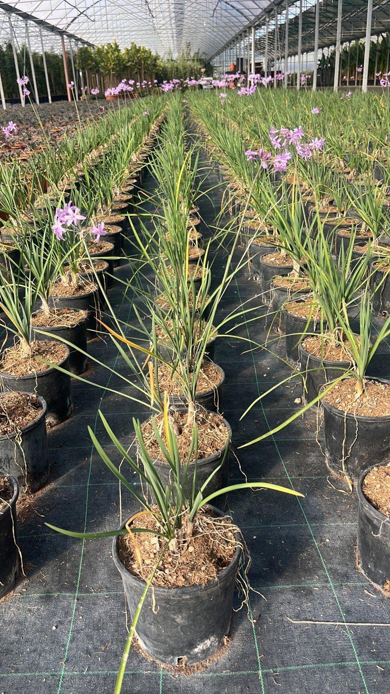 TULBAGHIA VIOLACEA Turbachia