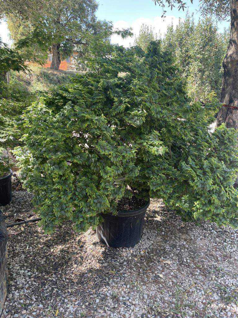ULMUS MINOR JACQUELINE H Olmo campestre