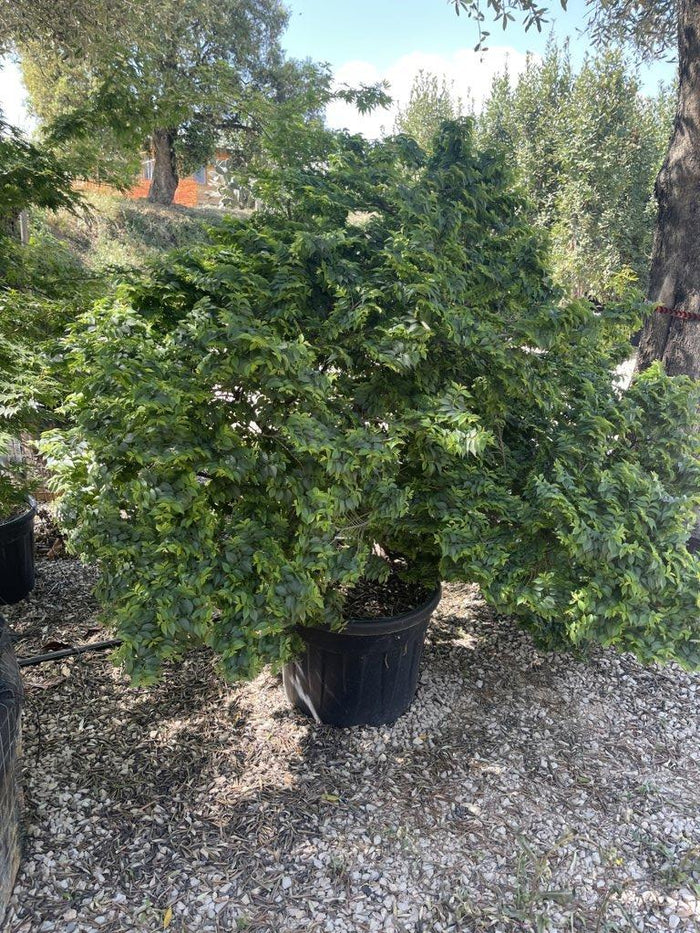 ULMUS MINOR JACQUELINE H Olmo campestre