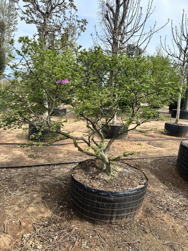 ULMUS MINOR JACQUELINE H Olmo campestre