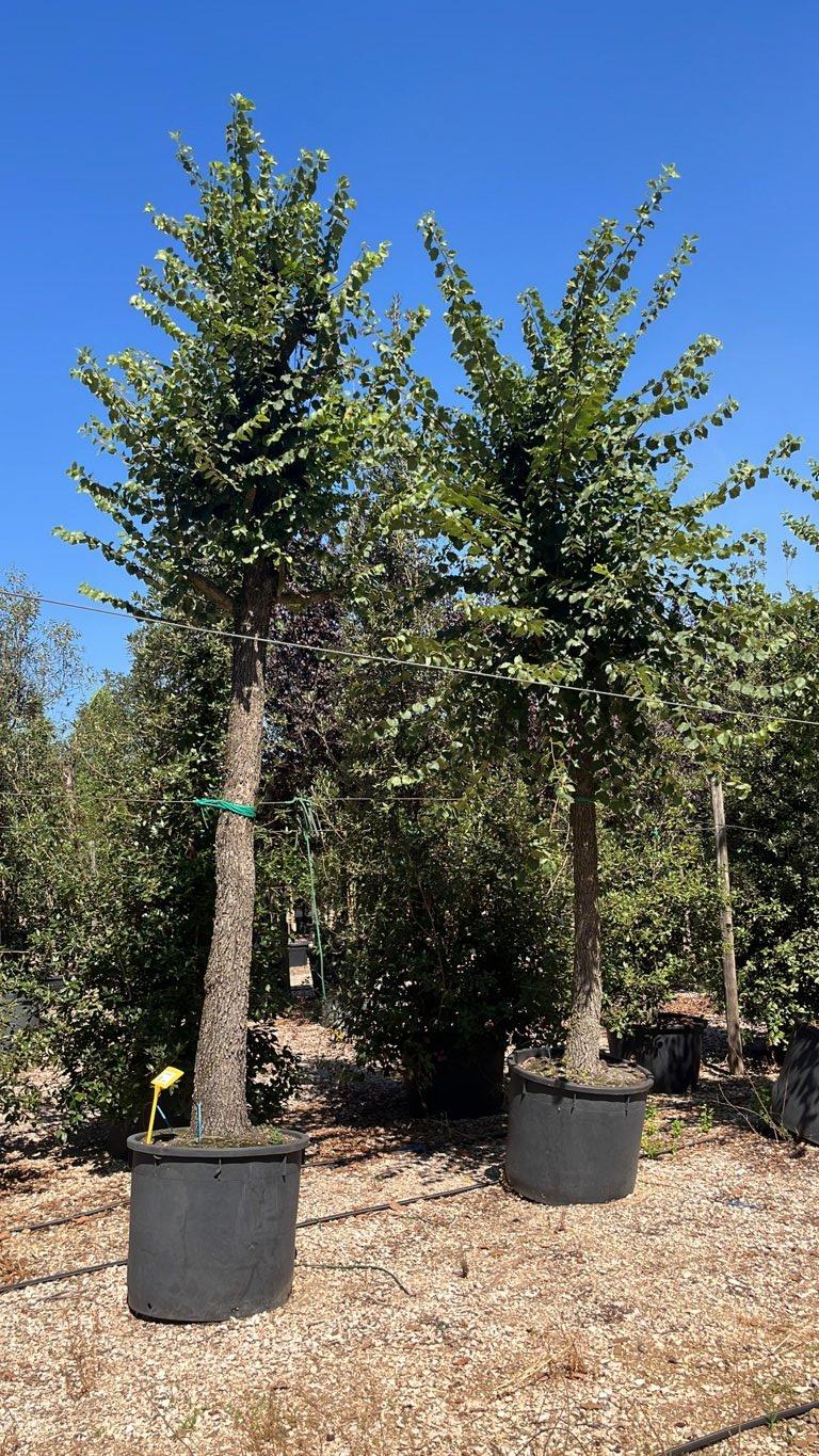 ULMUS MINOR Olmo campestre