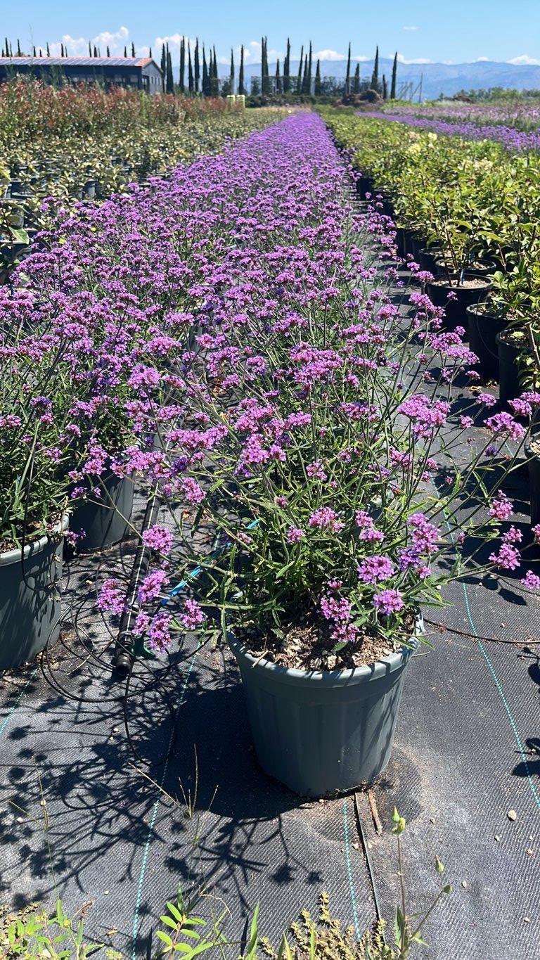 VERBENA BONARIENSIS LOLLIPOP Verbena di Buenos Aires, Verbena viola