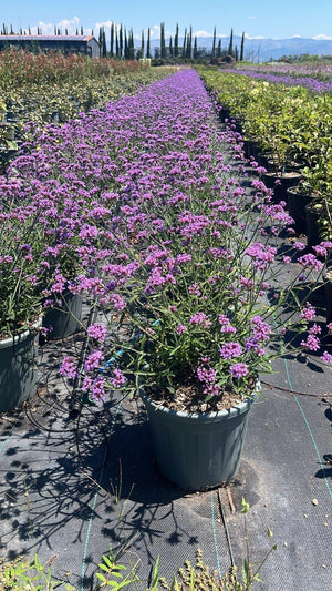 VERBENA BONARIENSIS LOLLIPOP Verbena di Buenos Aires, Verbena viola