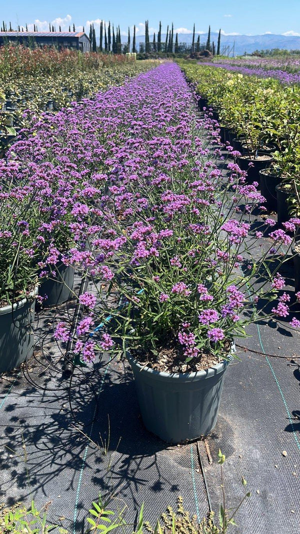 VERBENA BONARIENSIS LOLLIPOP Verbena di Buenos Aires, Verbena viola