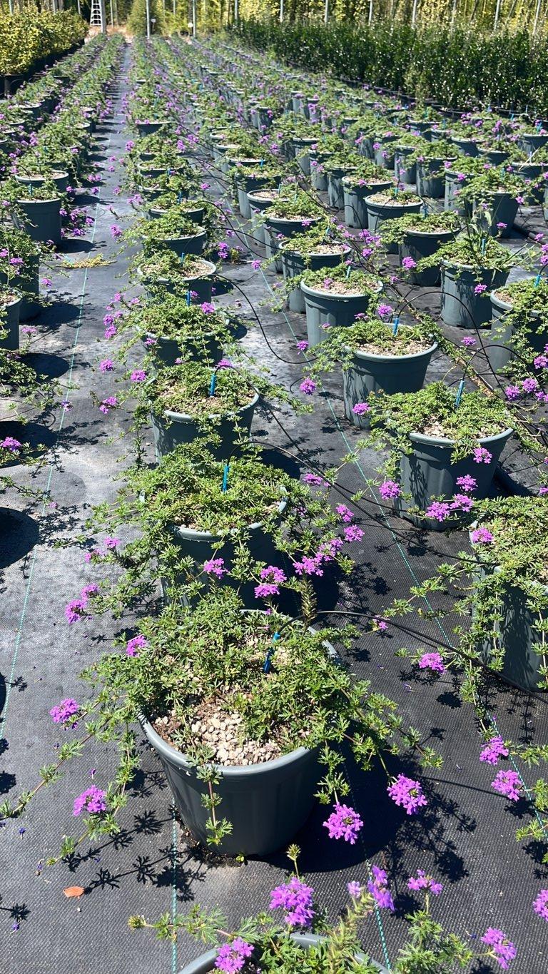 VERBENA HYBRIDA Verbena ibrida / Verbena dei giardini