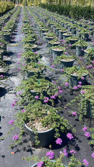 VERBENA HYBRIDA Verbena ibrida / Verbena dei giardini