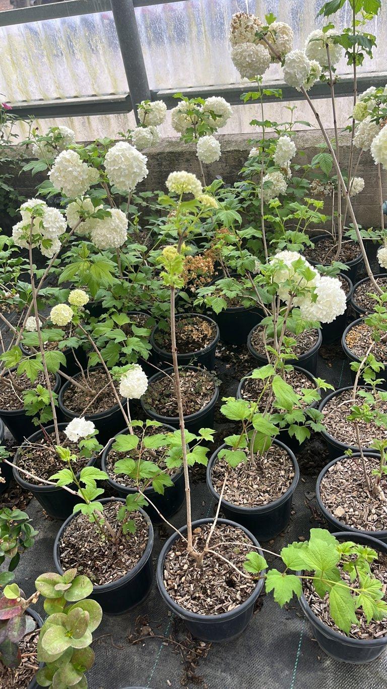 VIBURNUM F.C. OPULUS Viburno palla di neve