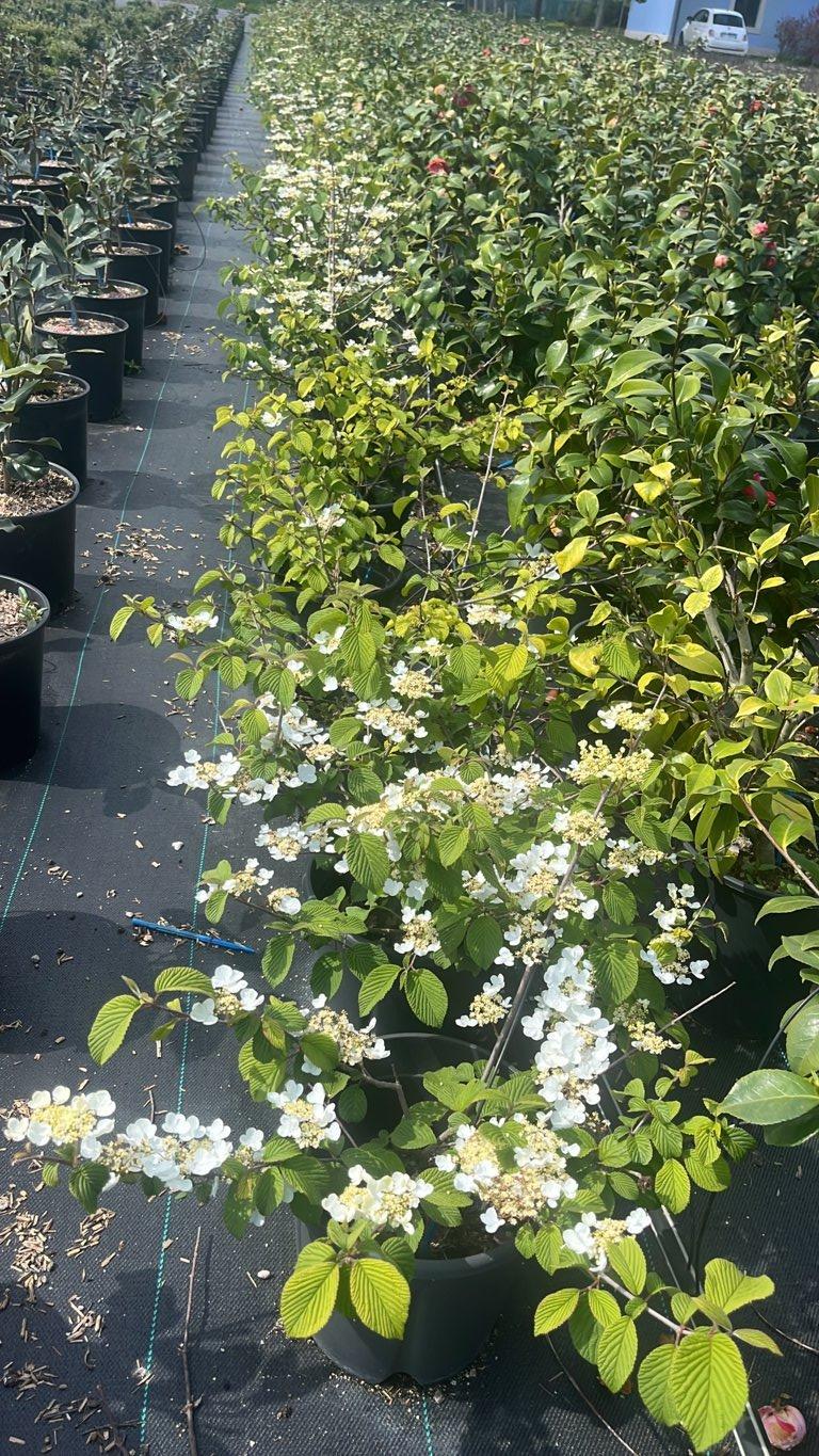VIBURNUM F.C. PLICATUM LANARTYH Viburno giapponese
