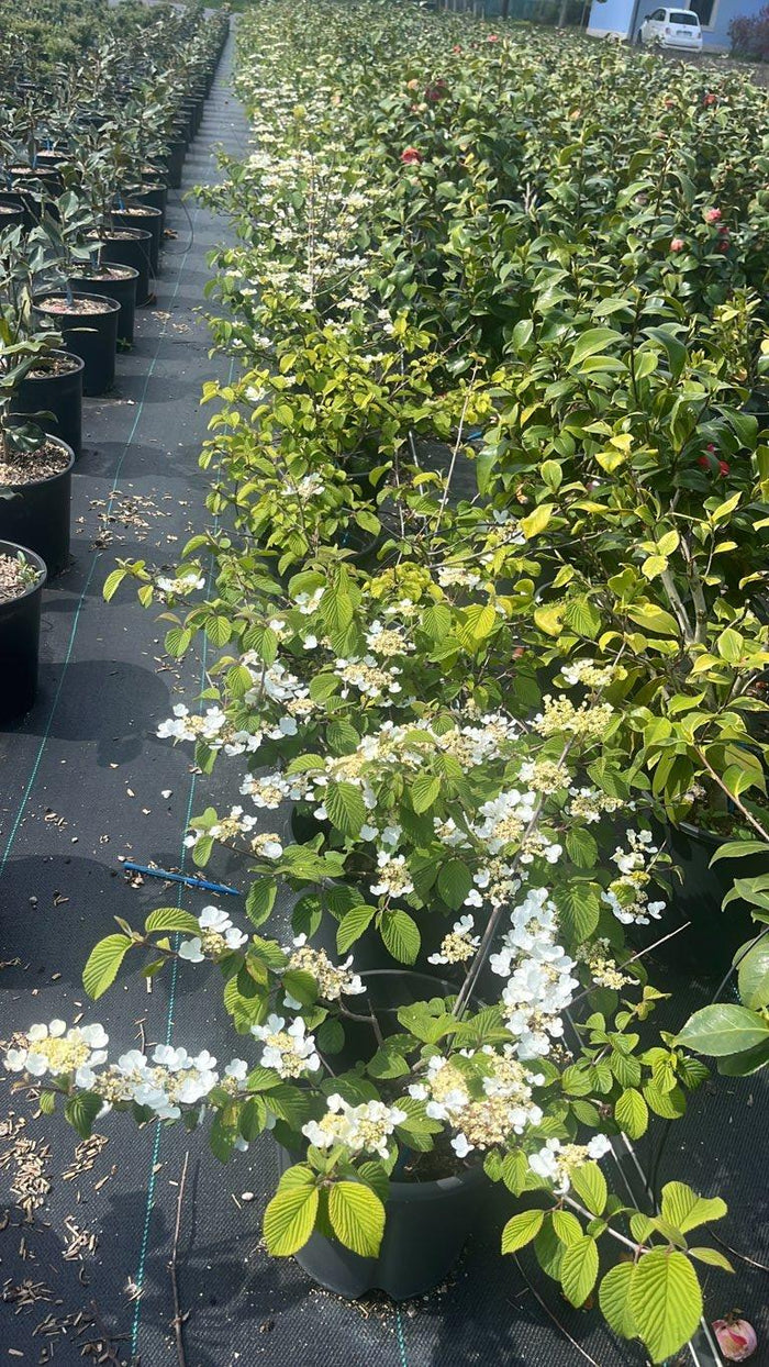 VIBURNUM F.C. PLICATUM LANARTYH Viburno giapponese