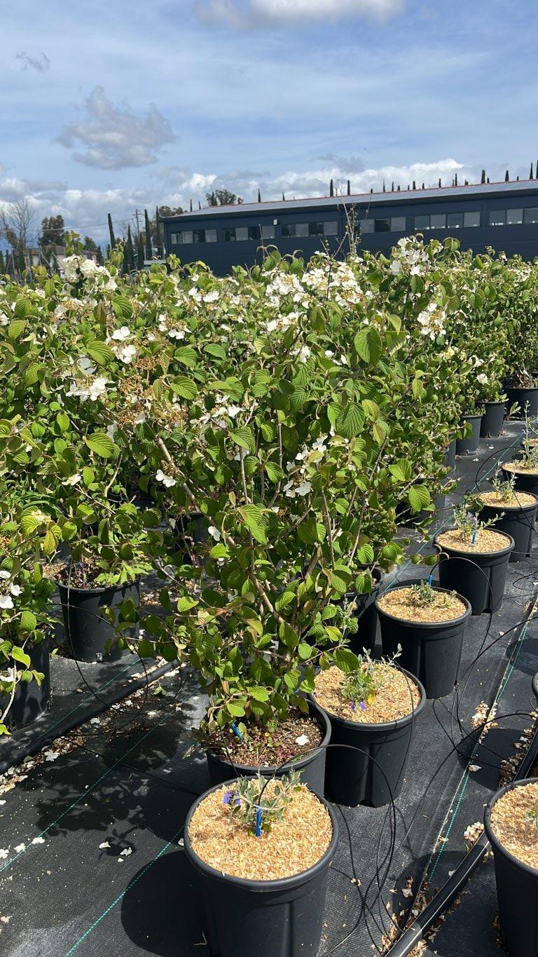 VIBURNUM F.C. PLICATUM MARIESII Viburno giapponese