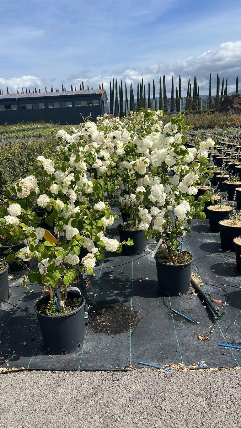 VIBURNUM F.C. PLICATUM POPCORN Viburno giapponese