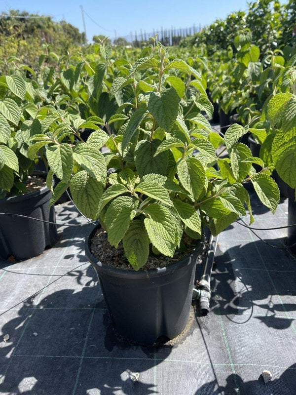 VIBURNUM F.C. PLICATUM SHASTA Viburno giapponese