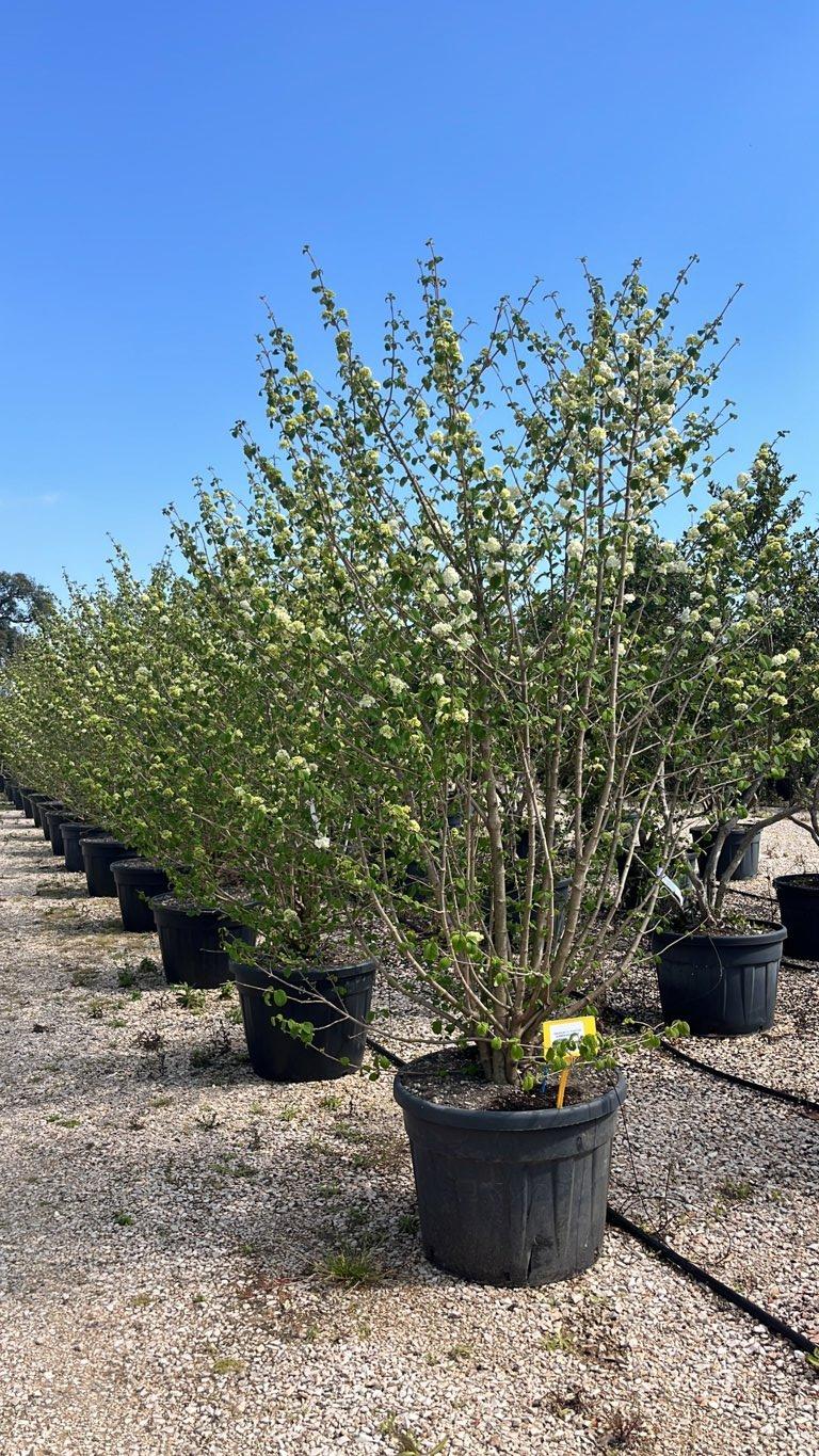 VIBURNUM F.C. PLICATUM SUMMER SNOWFLAKE Viburno giapponese
