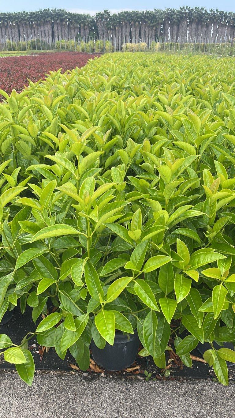 VIBURNUM LUCIDUM Viburno lucido