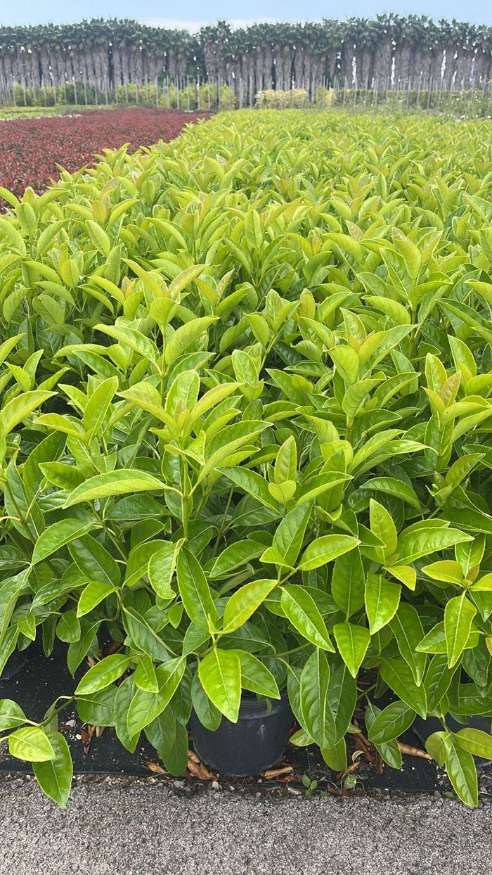 VIBURNUM LUCIDUM Viburno lucido