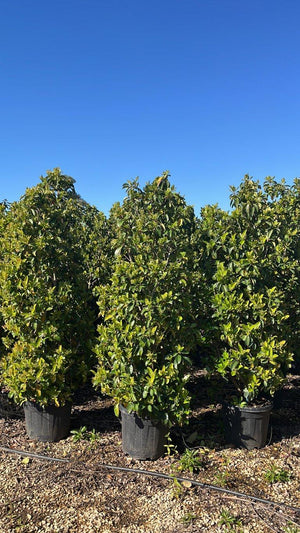 VIBURNUM LUCIDUM Viburno lucido