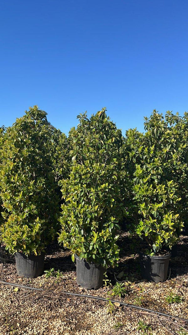 VIBURNUM LUCIDUM Viburno lucido
