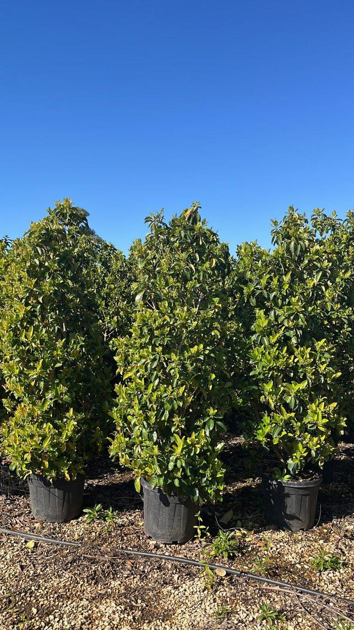 VIBURNUM LUCIDUM Viburno lucido