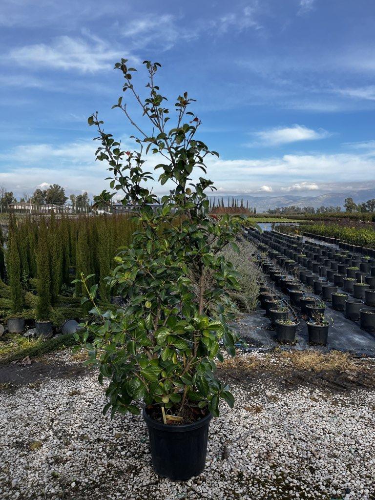 VIBURNUM LUCIDUM Viburno lucido