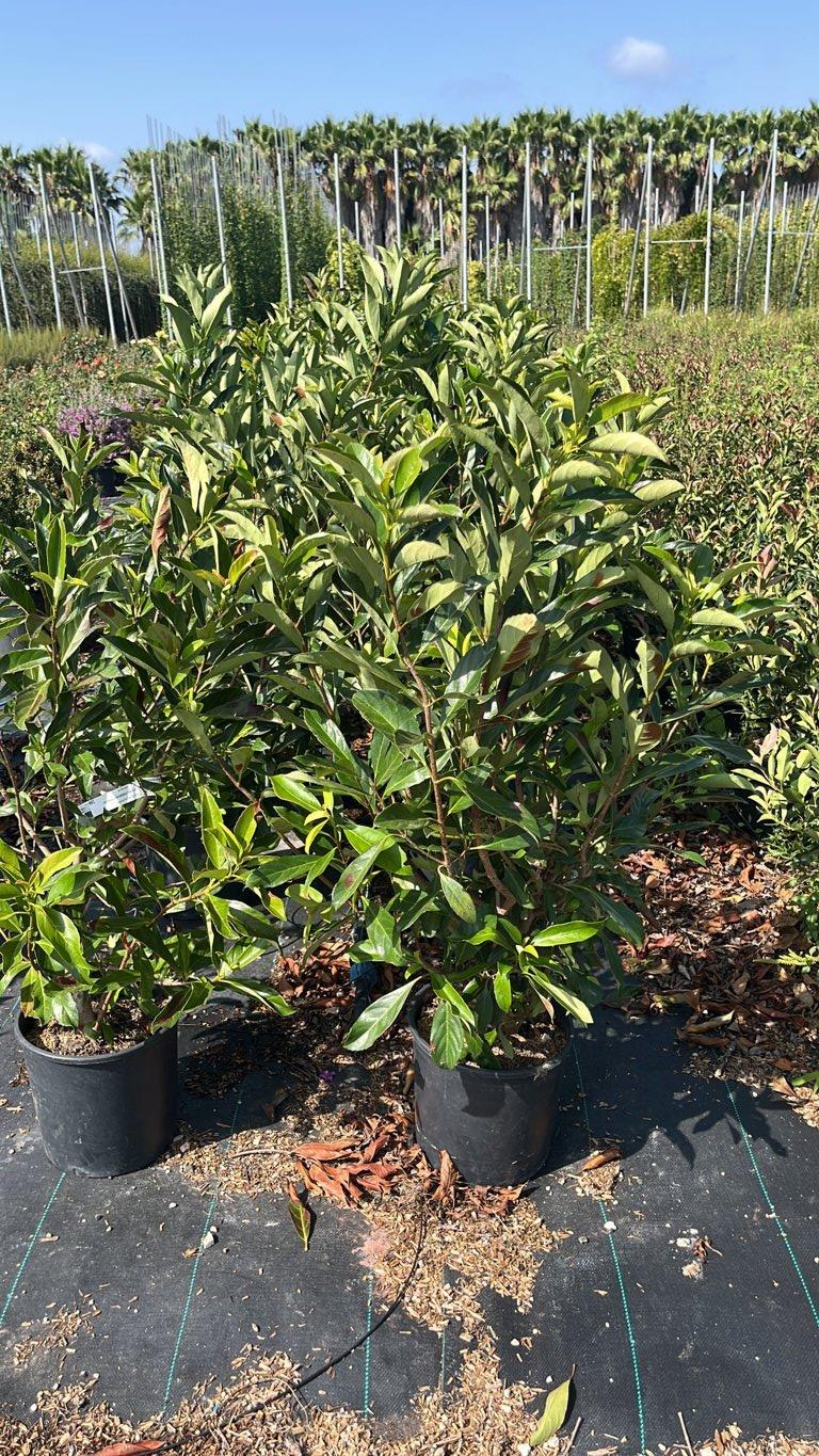 VIBURNUM ODORATISSIMUM COPPERTOP Viburno odoratissimo
