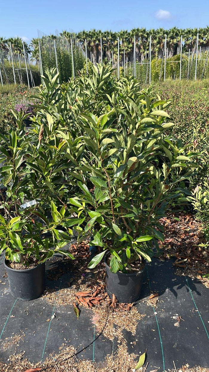 VIBURNUM ODORATISSIMUM COPPERTOP Viburno odoratissimo