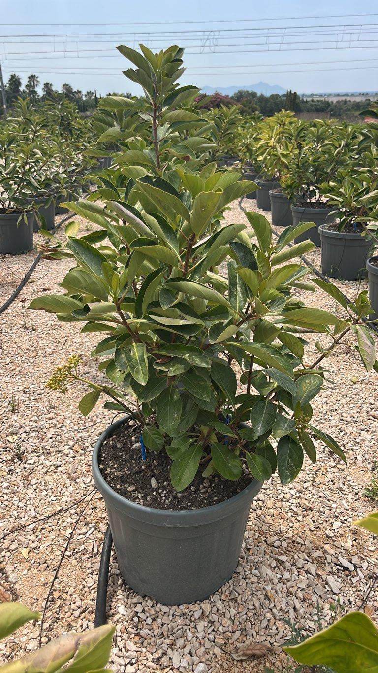 VIBURNUM ODORATISSIMUM EMERALD LUSTRE Viburno odoratissimo