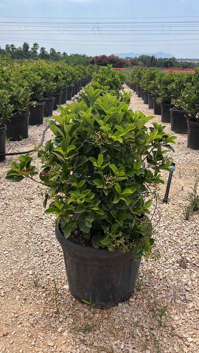 VIBURNUM ODORATISSIMUM GREEN WALL Viburno odoratissimo