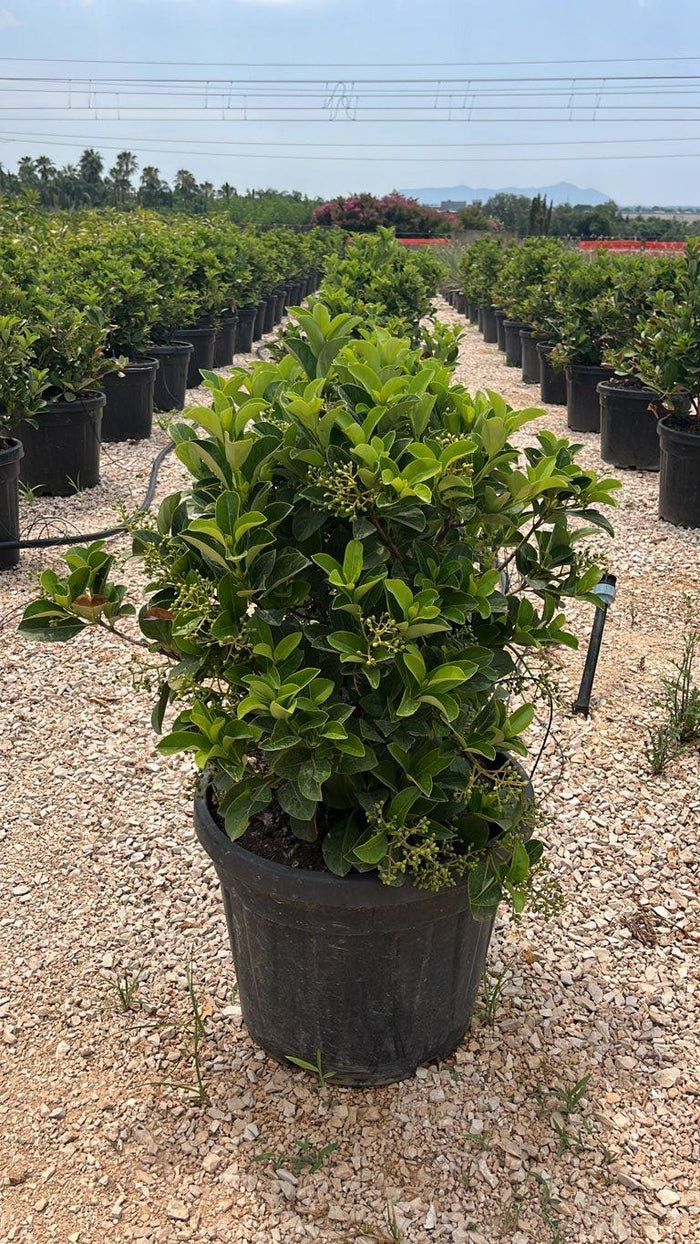 VIBURNUM ODORATISSIMUM GREEN WALL Viburno odoratissimo