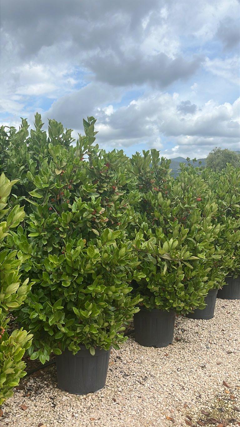 VIBURNUM SUSPENSUM Viburno sospeso