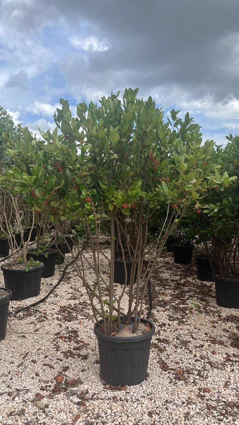 VIBURNUM SUSPENSUM Viburno sospeso