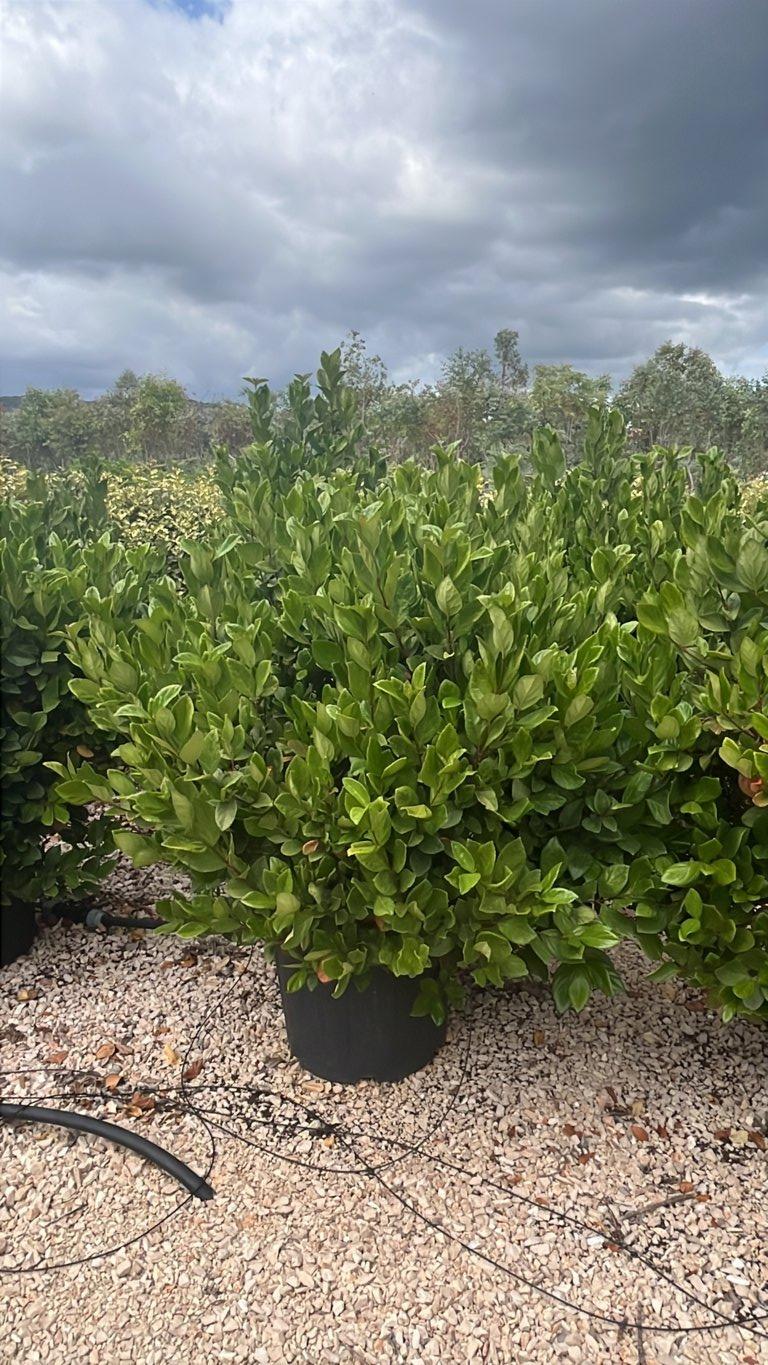 VIBURNUM SUSPENSUM Viburno sospeso
