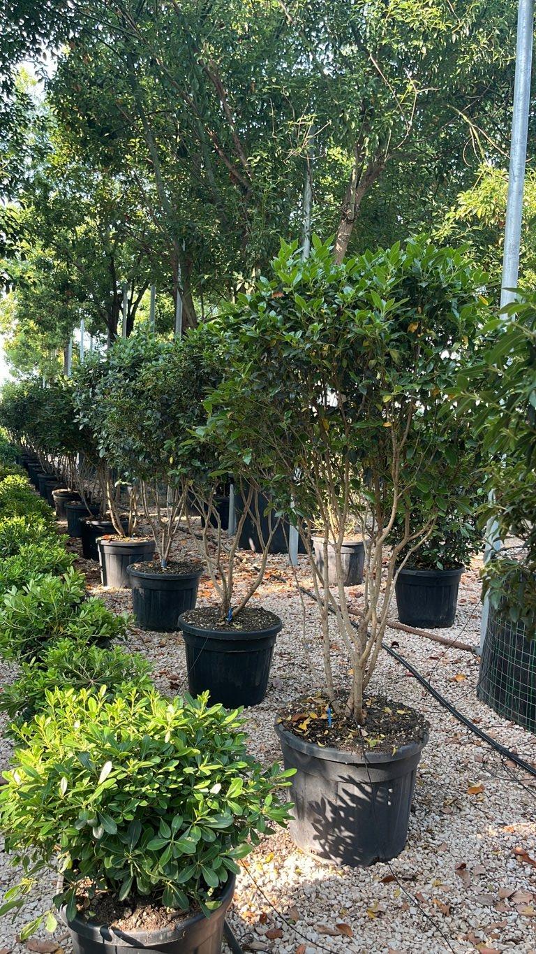 VIBURNUM TINUS EVE PRICE Viburno