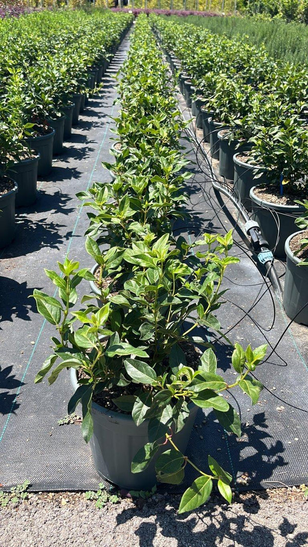 VIBURNUM TINUS Viburno