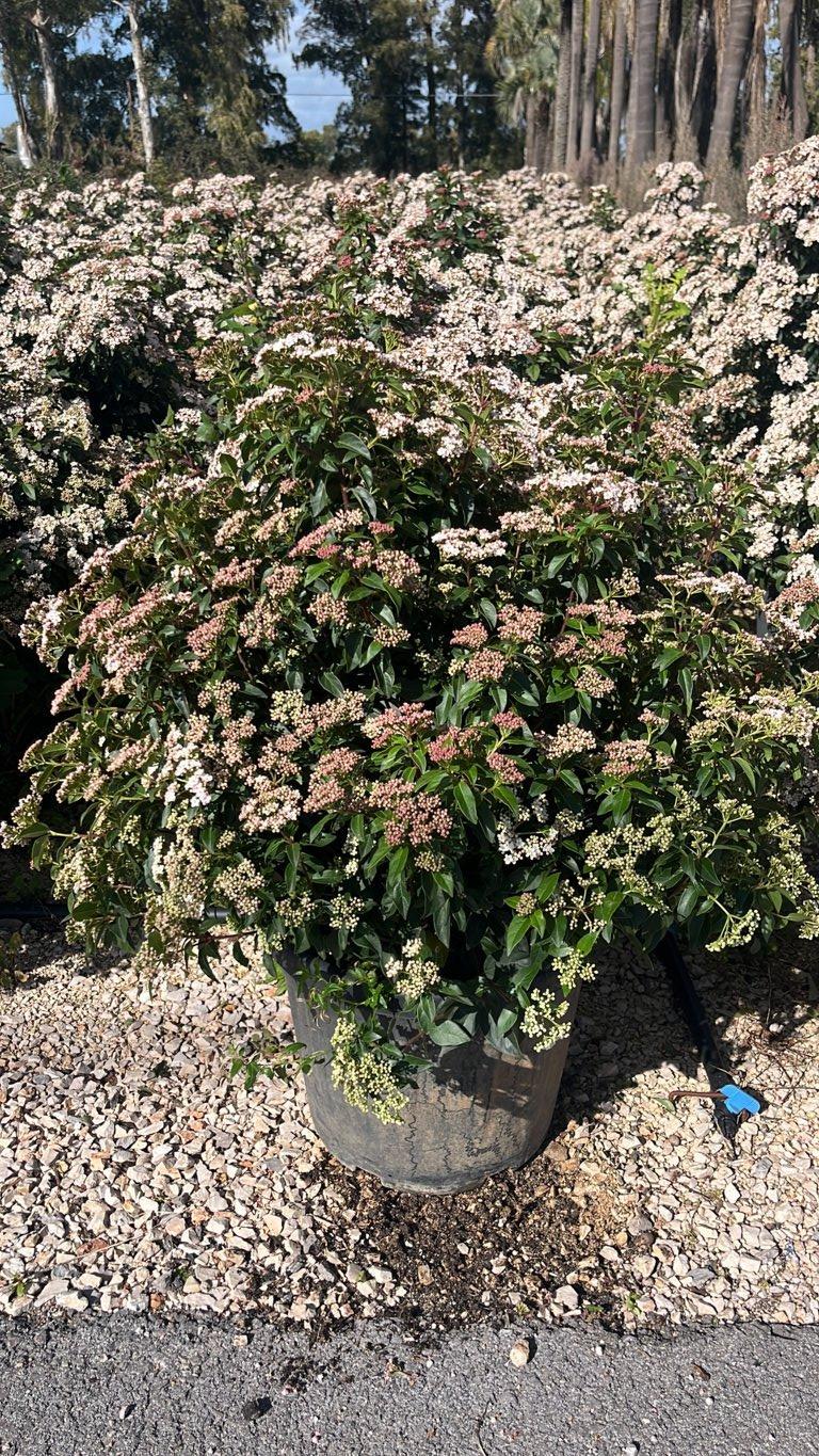 VIBURNUM TINUS Viburno