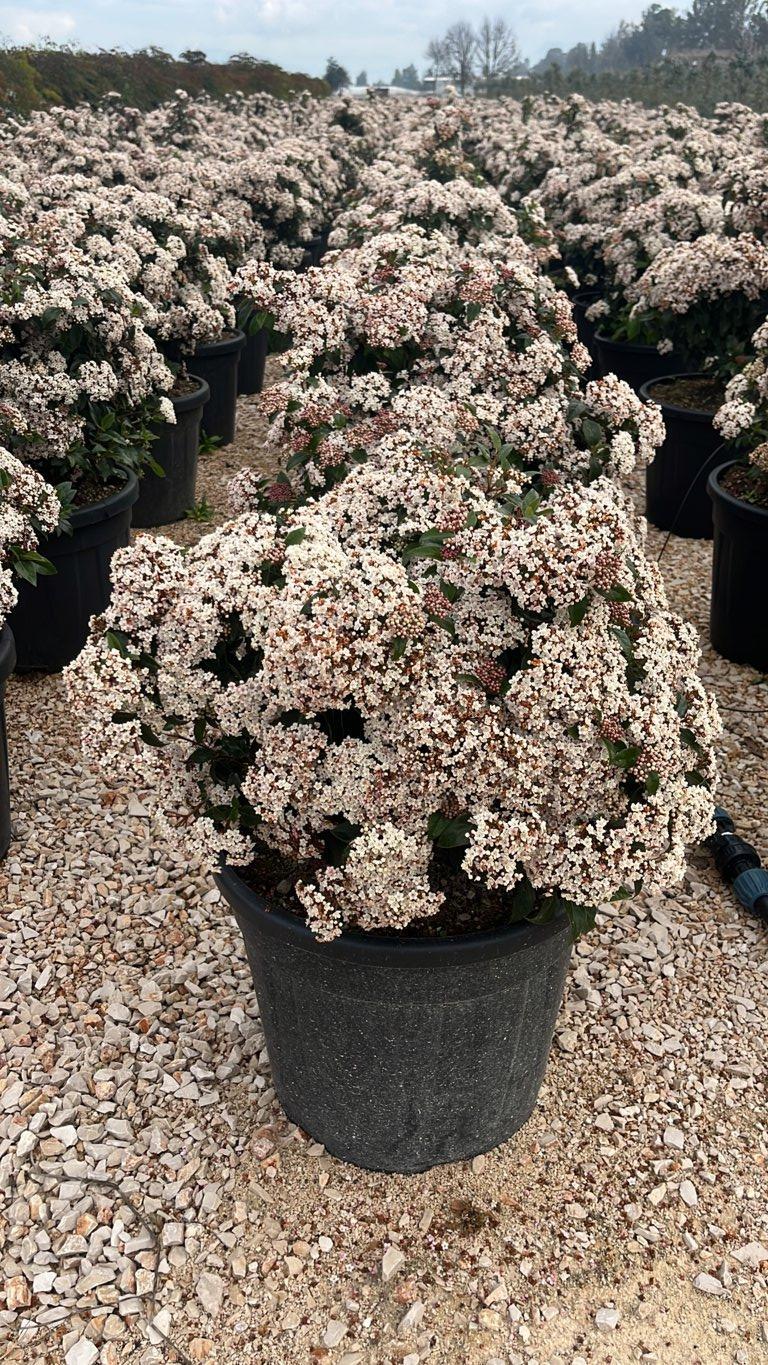 VIBURNUM TINUS Viburno