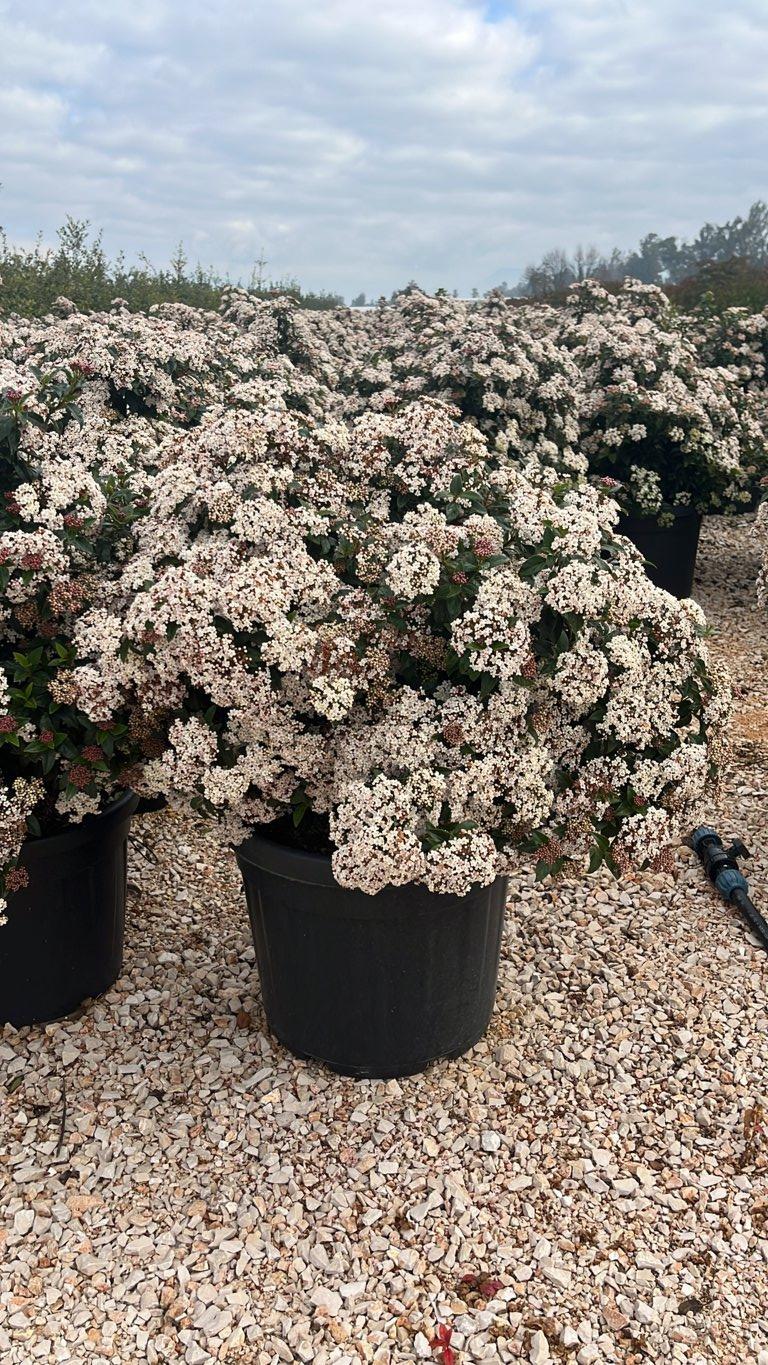 VIBURNUM TINUS Viburno