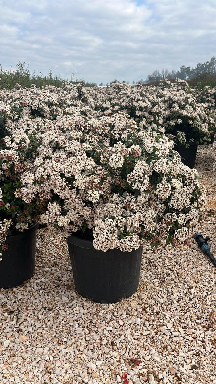 VIBURNUM TINUS Viburno